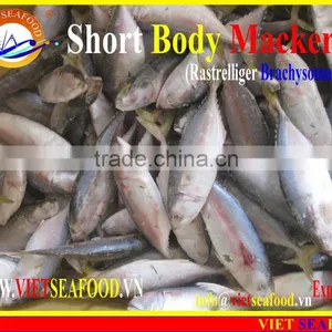 W/R FROZEN SHORT BODY MACKEREL thumbnail-2
