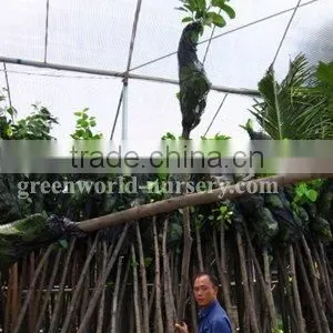 Ficus Altissima Trees Loading for Middle-east thumbnail-1
