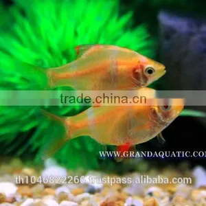 Golden Tiger Barb Fish For Sale and Export thumbnail-1