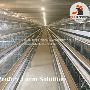 A Type Layer Chicken Cage Equipment for Poultry Farm thumbnail-1
