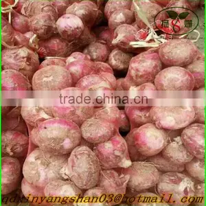 Red Onion/Red Scallions thumbnail-3