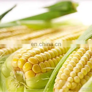 Automatic Canned Sweet Corn Kernel Processing Machine thumbnail-5