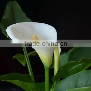 New Stylish Calla Lily Flower for Decor thumbnail-5