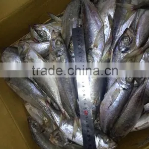 Hot Sale Frozen Horse Mackerel thumbnail-3