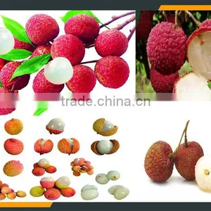 Leader Hot Sales High Quality Lychee Denucleating Machine at a Low Price thumbnail-2