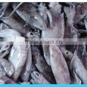 Frozen Fresh Squid in Big Size thumbnail-1