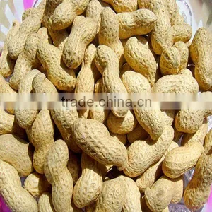 Shandong New Crop Roasted Peanut in Shell thumbnail-1