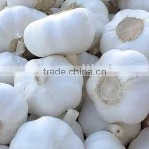 Chinese Garlic thumbnail-1