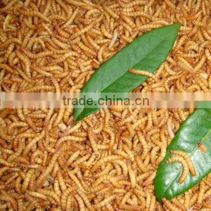 Wholesale Dried Mealworms thumbnail-1