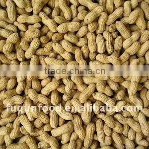 Raw Peanut in Shells 2011 Crop thumbnail-1