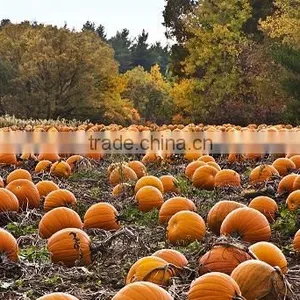 Pumpkin Seed Oil 50 ml thumbnail-2