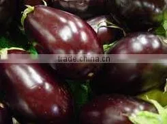 Fresh Eggplant thumbnail-1