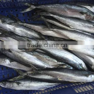 Bulk Packing Good Quality Spanish Mackerel Frozen On Board thumbnail-2