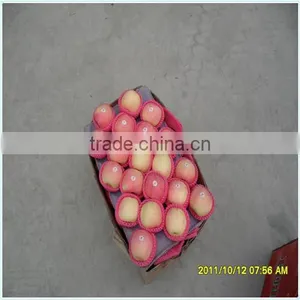 Fresh Fuji Apple thumbnail-4