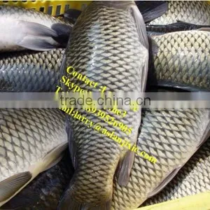 Fish Descaling Machine/fish Scaling Machine/automatic Fish Scaler Machine thumbnail-5
