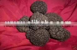 WILD Fresh SUMMER TRUFFLE TARTUFO Lucano Fresco thumbnail-1