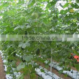 Multi-span Hydroponic China Greenhouses thumbnail-3