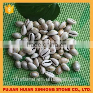 Natural Decotative Semicassis Inornata Seashell for Sale thumbnail-1