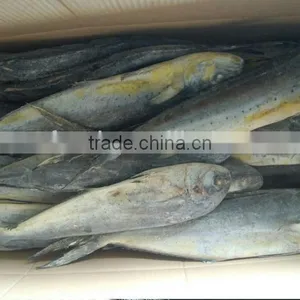 Frozen Mahi Mahi Fish Whole Around (Coryphaena Hippurus) thumbnail-2