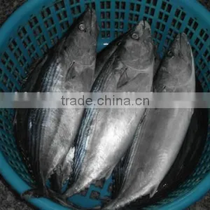 Euthynnus Lineatus Skipjack Tuna Whole Round 1.8kg+ thumbnail-2