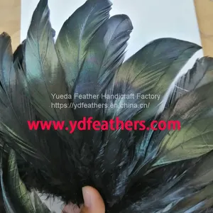 Black Rooster/Coque/Cock Tail Feather 6-8