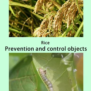 Chlorantraniliprole Pesticides for Agriculture Pesticide Chlorantraniliprole 75%Wdg thumbnail-2