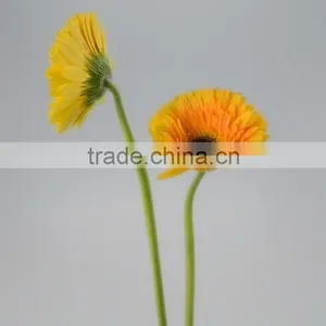Fresh Cut Champagne Yellow Gerbera thumbnail-3