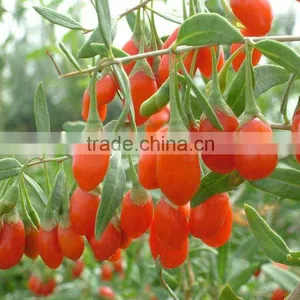 Ningxia Fresh Red Goji thumbnail-1