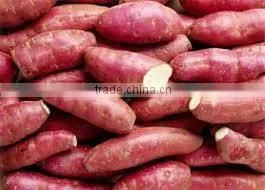 FRESH SWEET POTATO thumbnail-1
