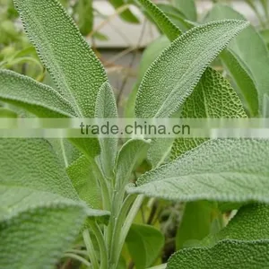 Sage Essential Oil thumbnail-1