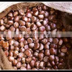 Buy New Fresh Chestnut From China thumbnail-1