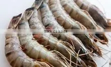 SHRIMPS thumbnail-4