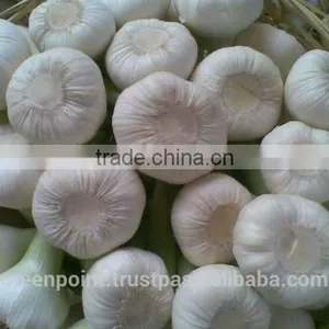 Garlic thumbnail-3