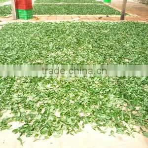 Genuine Vietnam Green Tea thumbnail-5