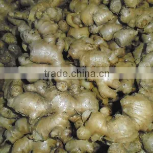 Viet Nam Ginger High Quality thumbnail-1