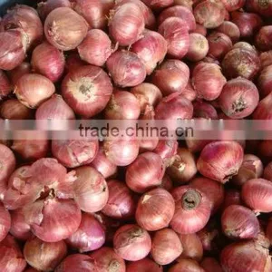 Fresh Red Round Onion From Pakistan thumbnail-1