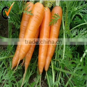 Produced for Dehydrated Carrot Granules thumbnail-1