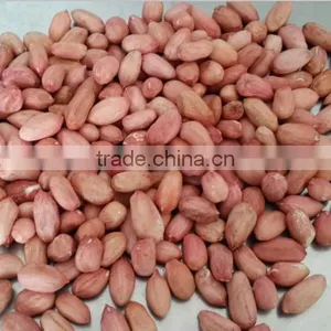China Peanut Kernels & Blanched Peanut Kernels 2529 thumbnail-2