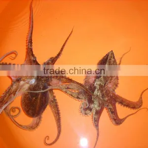 Marine Fish thumbnail-1