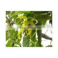 Original Cananga Oil Java thumbnail-1