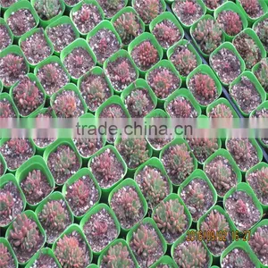 Agricultural Greenhouses Type Commercial Hydroponics Greenhouse thumbnail-5