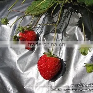 High Quality PE Agriculture Silver Black Film/Silver Black Mulch thumbnail-5
