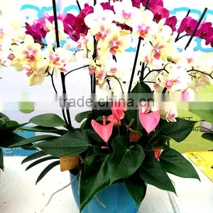 230*180 Biodegradable Colorful Plant Flower Pot Eco Planer thumbnail-4