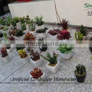 Mini Succulent Plants Potted Plants for Decoration thumbnail-3