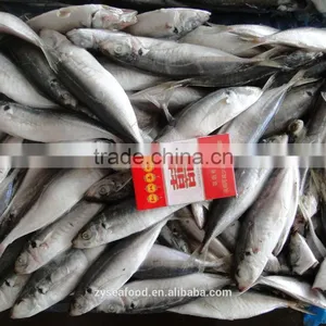 New Stock Horse Mackerel/scad Supplier for Export thumbnail-2