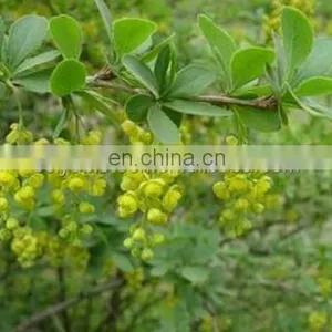 Sciyu Supply Barberry Bark Extract Powder thumbnail-2