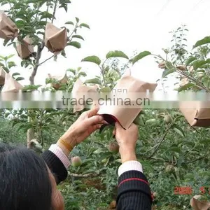 High Quality Brown Kraft Paper Manufacturer Fruit Growing Paper Bags thumbnail-5