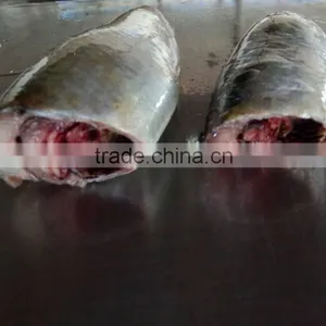Head off Gutted Tail off Frozen Sardine Fish and Sardinella Longiceps thumbnail-1