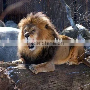 3D Lion Pictures Printing thumbnail-1
