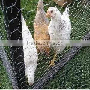 Chicks Netting, Hexagonal Mesh Fence, Galvanized or Pvc Coated Mesh, Twisted Mesh thumbnail-4